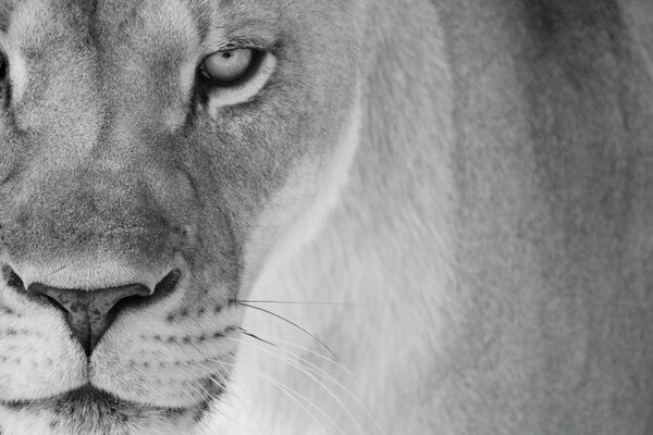 Lioness black and white photo portrait