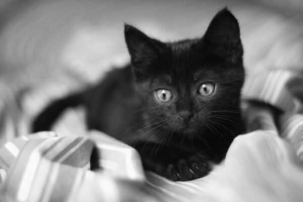 Gatito negro en una sábana blanca