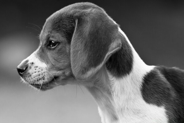 Schwarzer weißer Hund auf dem Schreibtisch