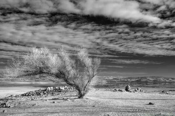 L arbre qui a résisté à toutes les tempêtes