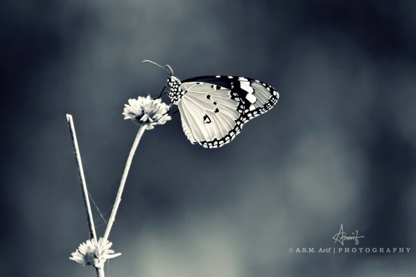 Der Schmetterling setzte sich draußen auf eine graue Blume; das Insekt ist sie