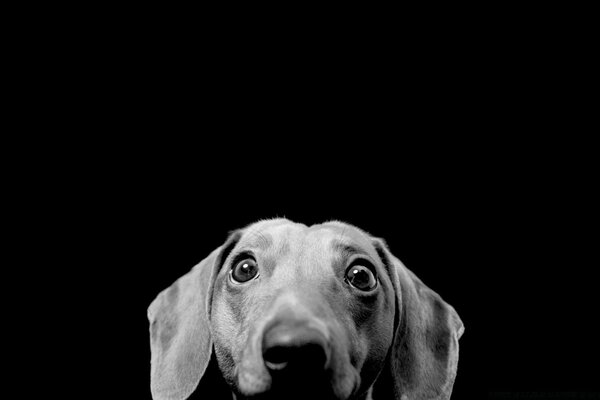 Schwarz-Weiß-Hund portrait im Studio