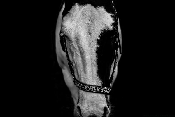 Black and white photo of a horse s head