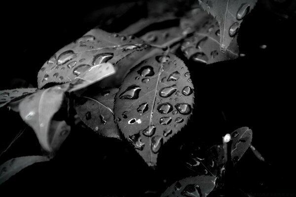 Leaves on a branch with water droplets