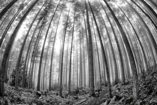 Black and white photo of trees in the forest