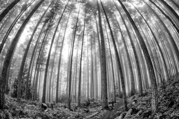 Черно-белое фото деревьев в лесу