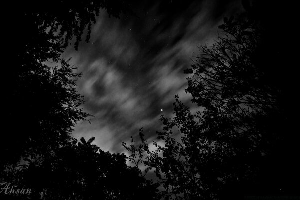 Dark forest landscape at night black and white photo