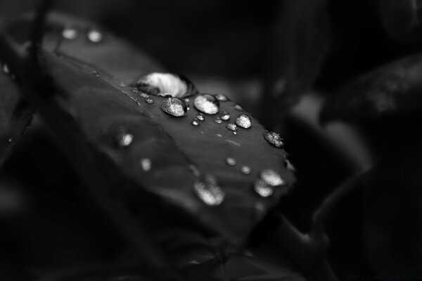 Black and white photo of dew on a leaf