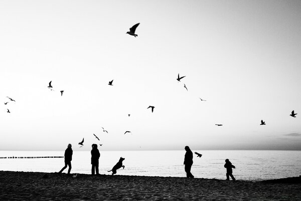 People and birds play together