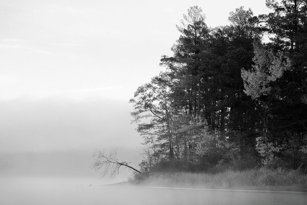 An island with pine trees, and everything is white around