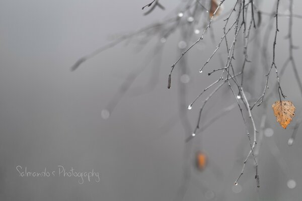 The last birch leaf on the winter branch