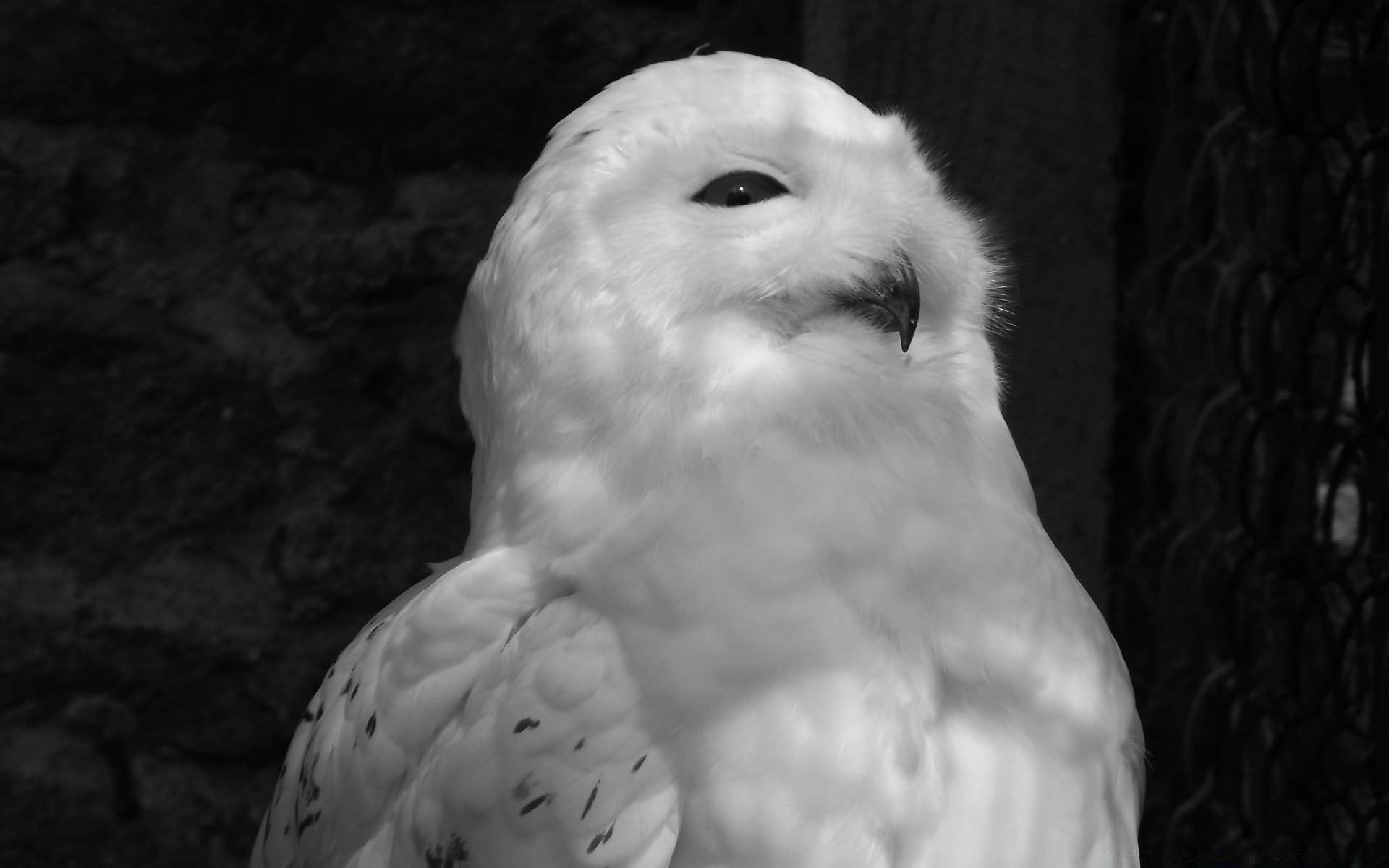 noir et blanc oiseau portrait unique faune oeil nature