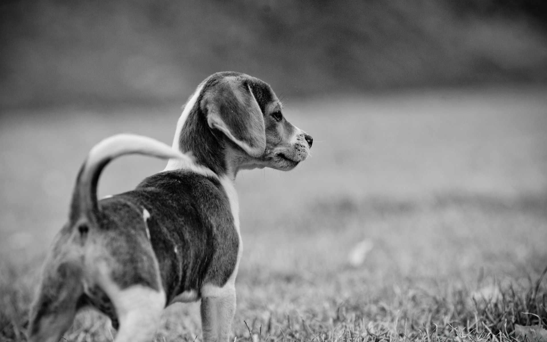 black and white dog canine animal pet mammal cute portrait puppy grass retriever nature monochrome domestic breed field one looking adorable hound purebred