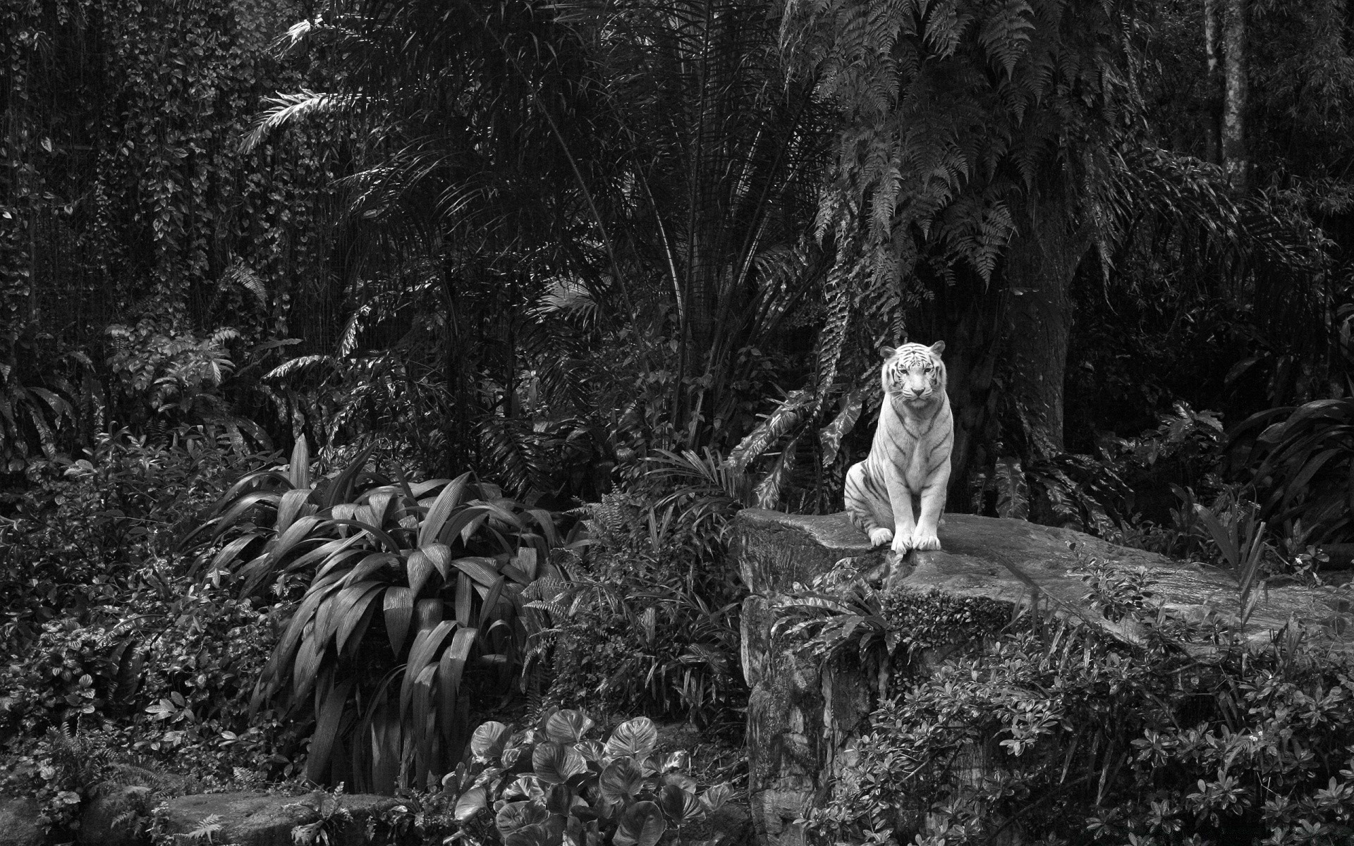 black and white one adult group two tree man outdoors