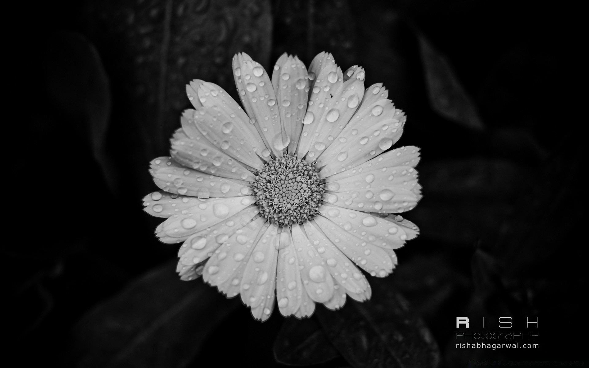 noir et blanc fleur nature flore feuille pétale été lumineux