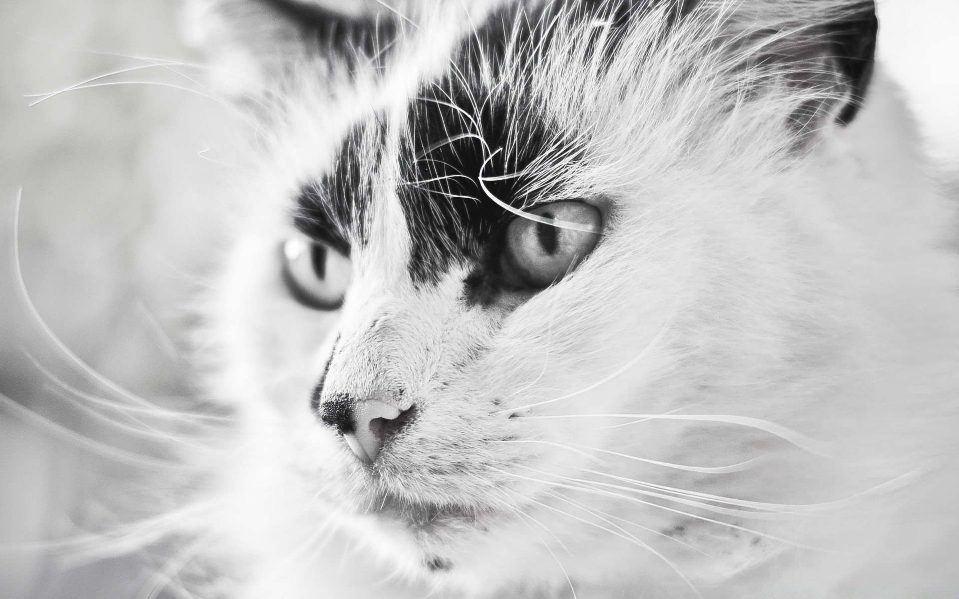 noir et blanc chat portrait oeil animal fourrure mignon mammifère animal de compagnie monochrome chaton vers le bas cheveux nature la faune