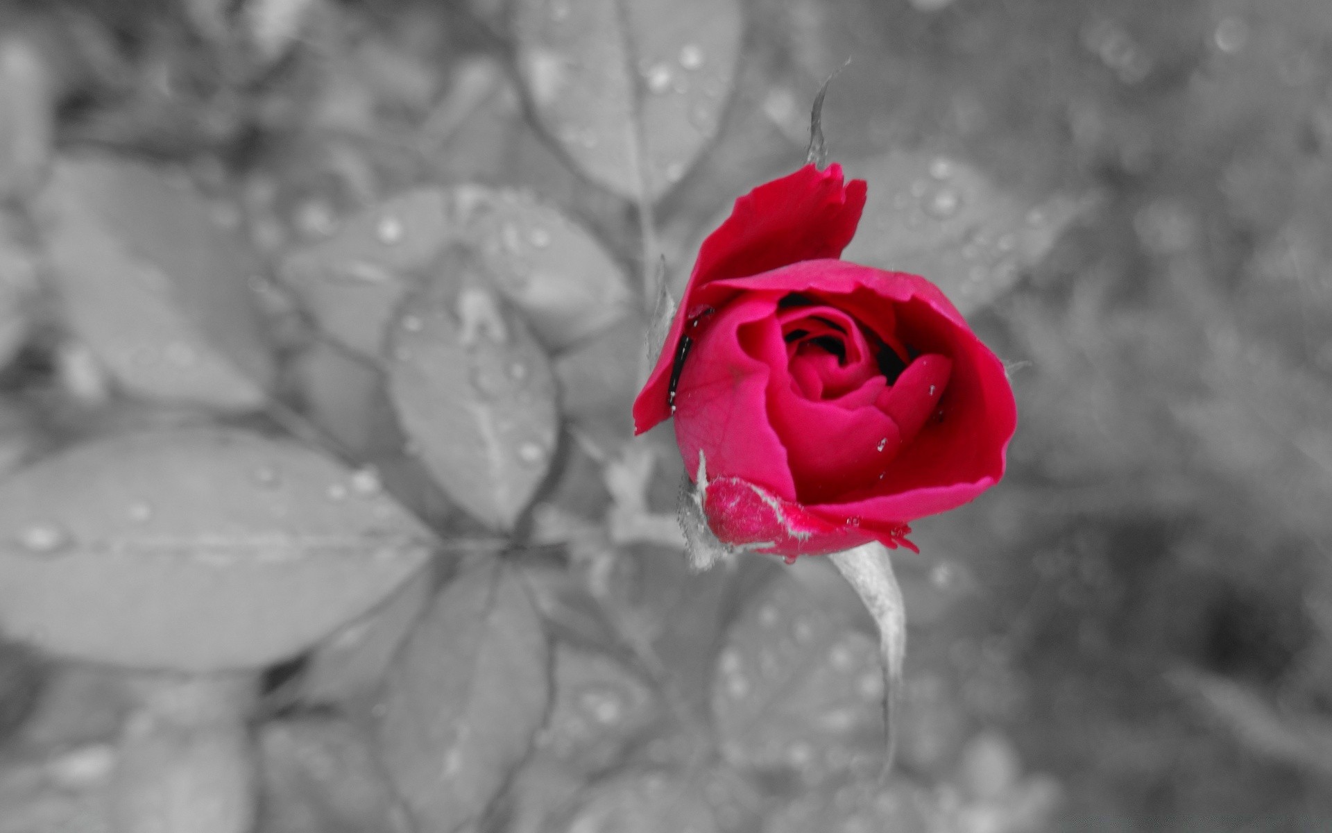 noir et blanc rose fleur nature romance amour mariage feuille pétale romantique