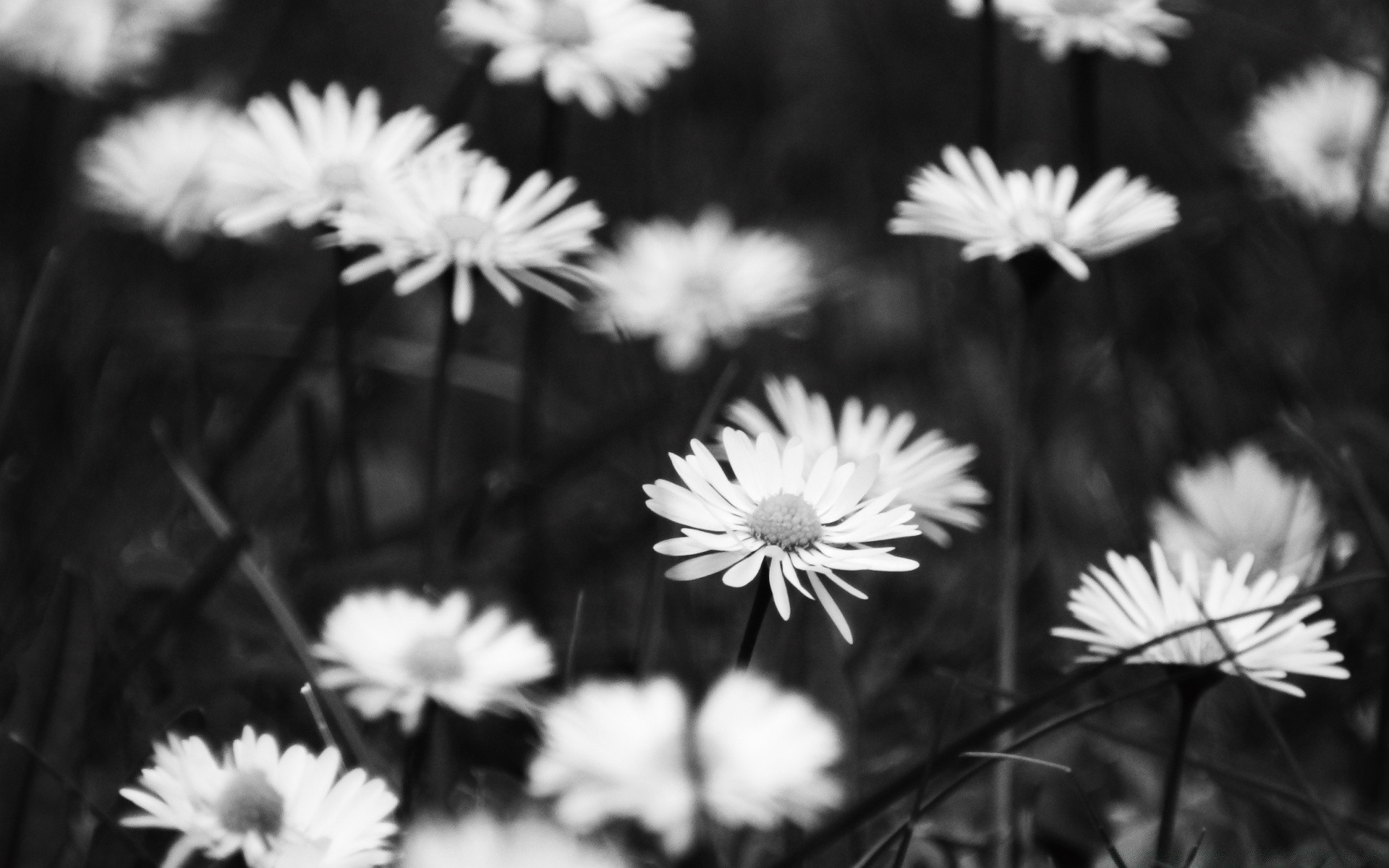 black and white flower nature summer garden flora chamomile petal floral color field blooming growth leaf bright sun