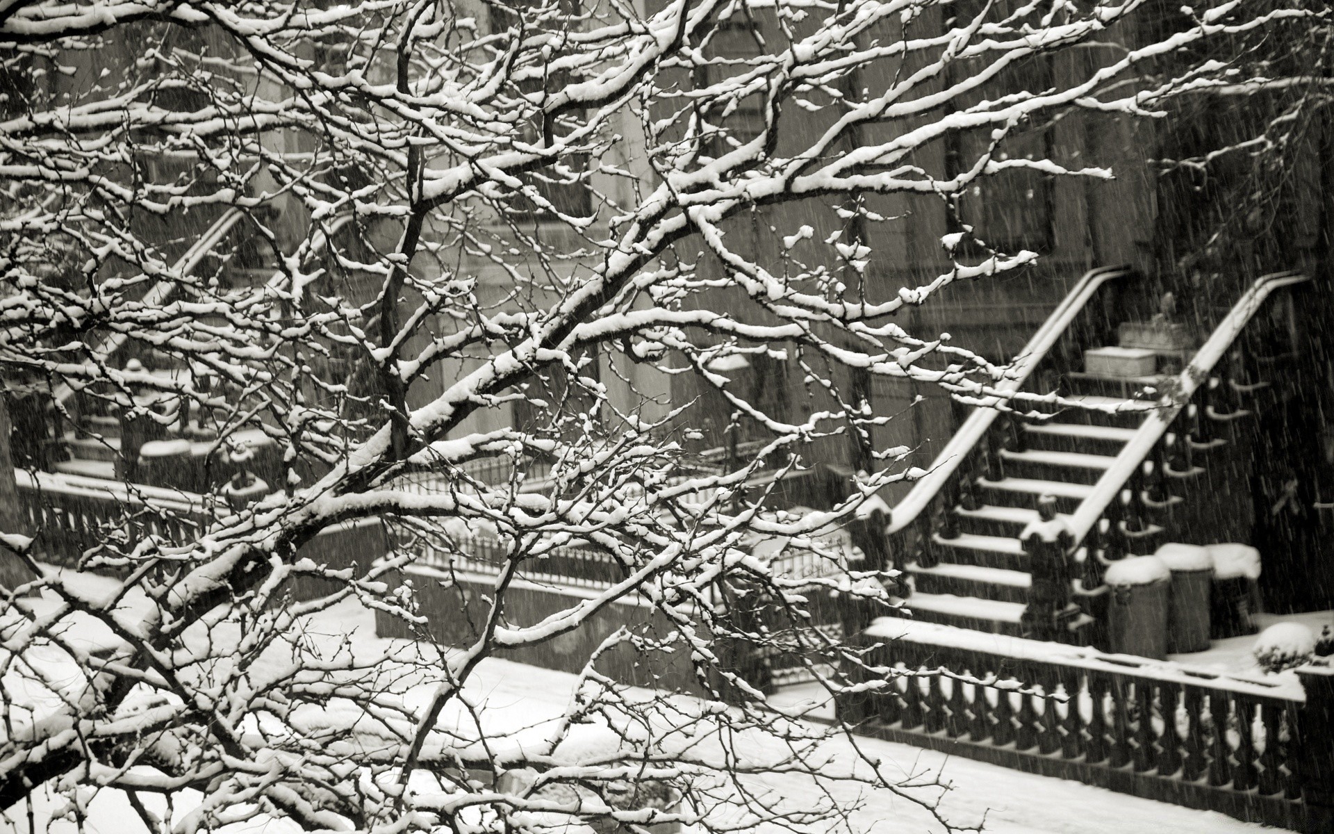 black and white tree wood desktop old winter branch