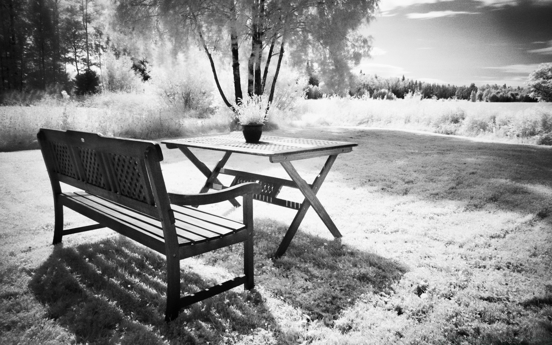 in bianco e nero legno panchina parco albero luogo all aperto natura vuoto