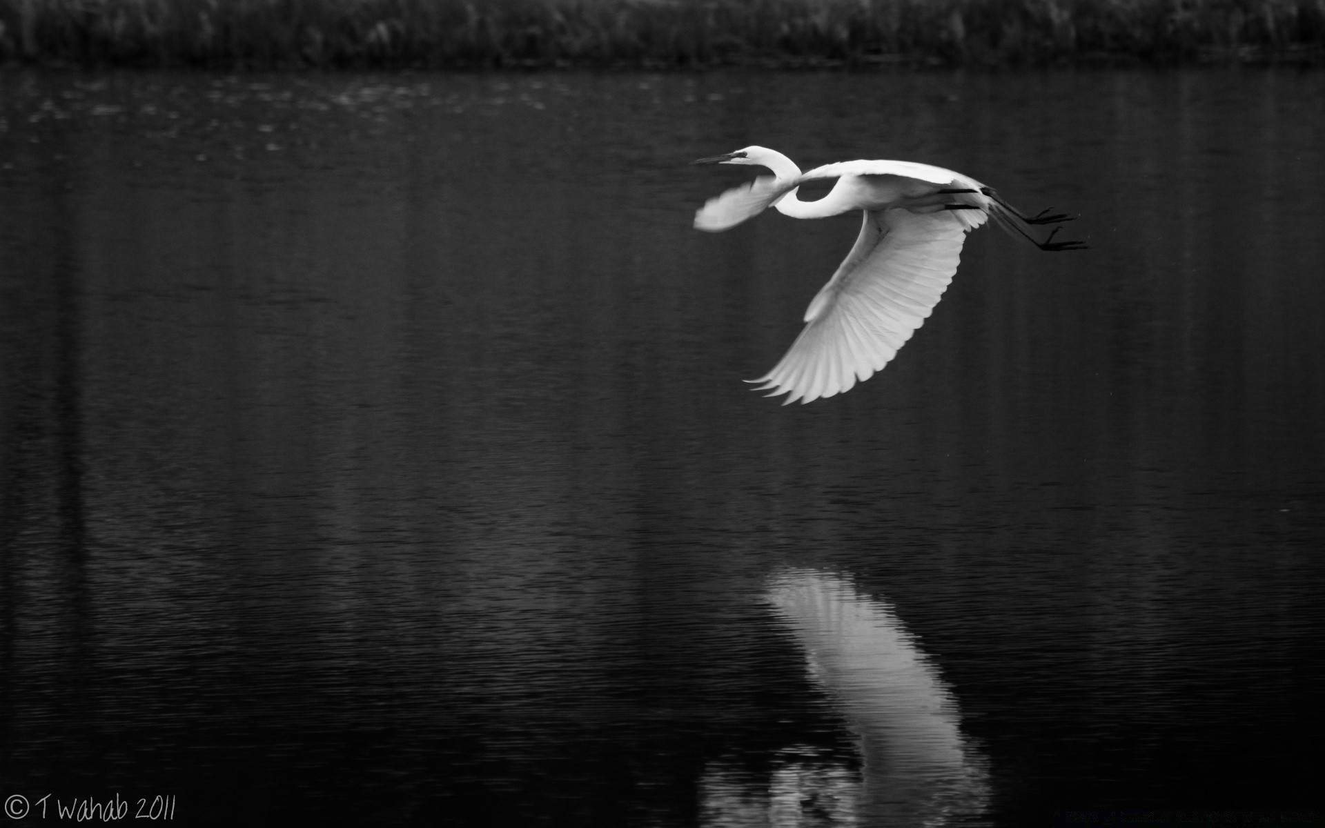 black and white water bird lake nature reflection swan river outdoors wildlife waterfowl pool monochrome