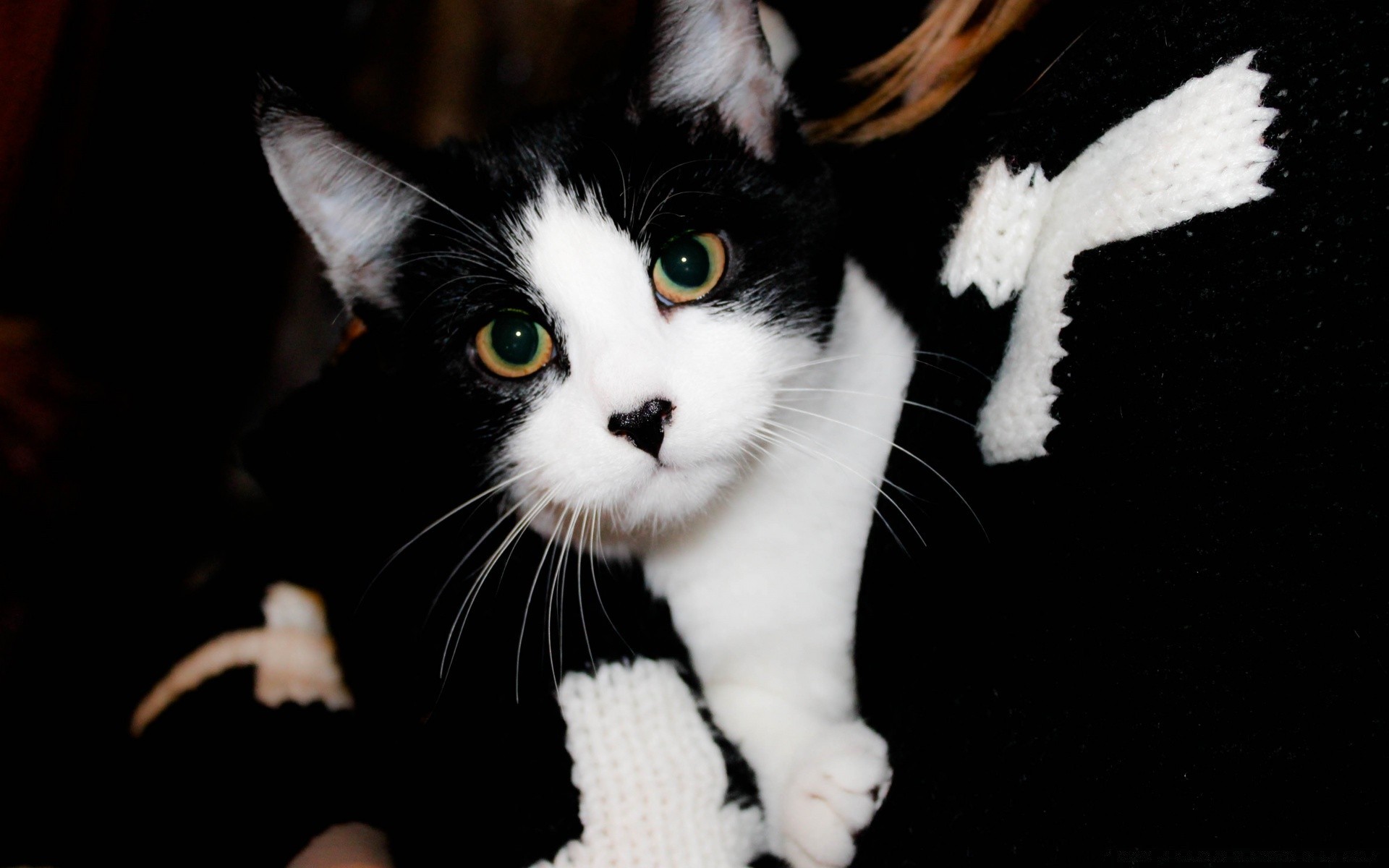 schwarz und weiß niedlich katze tier haustier porträt säugetier auge lustig kätzchen fell