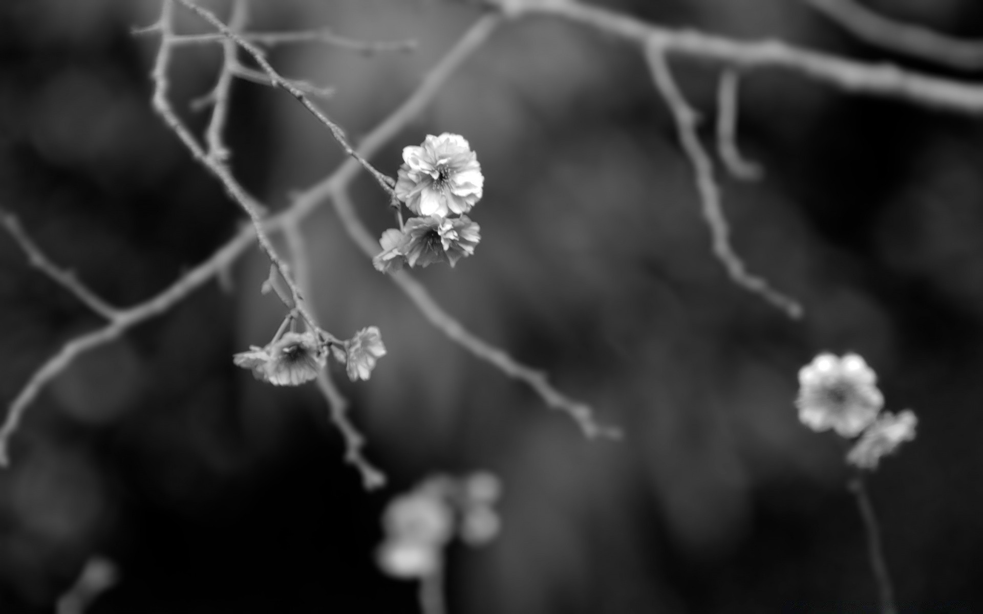 schwarz und weiß blume natur monochrom winter flora baum filiale blatt im freien garten saison