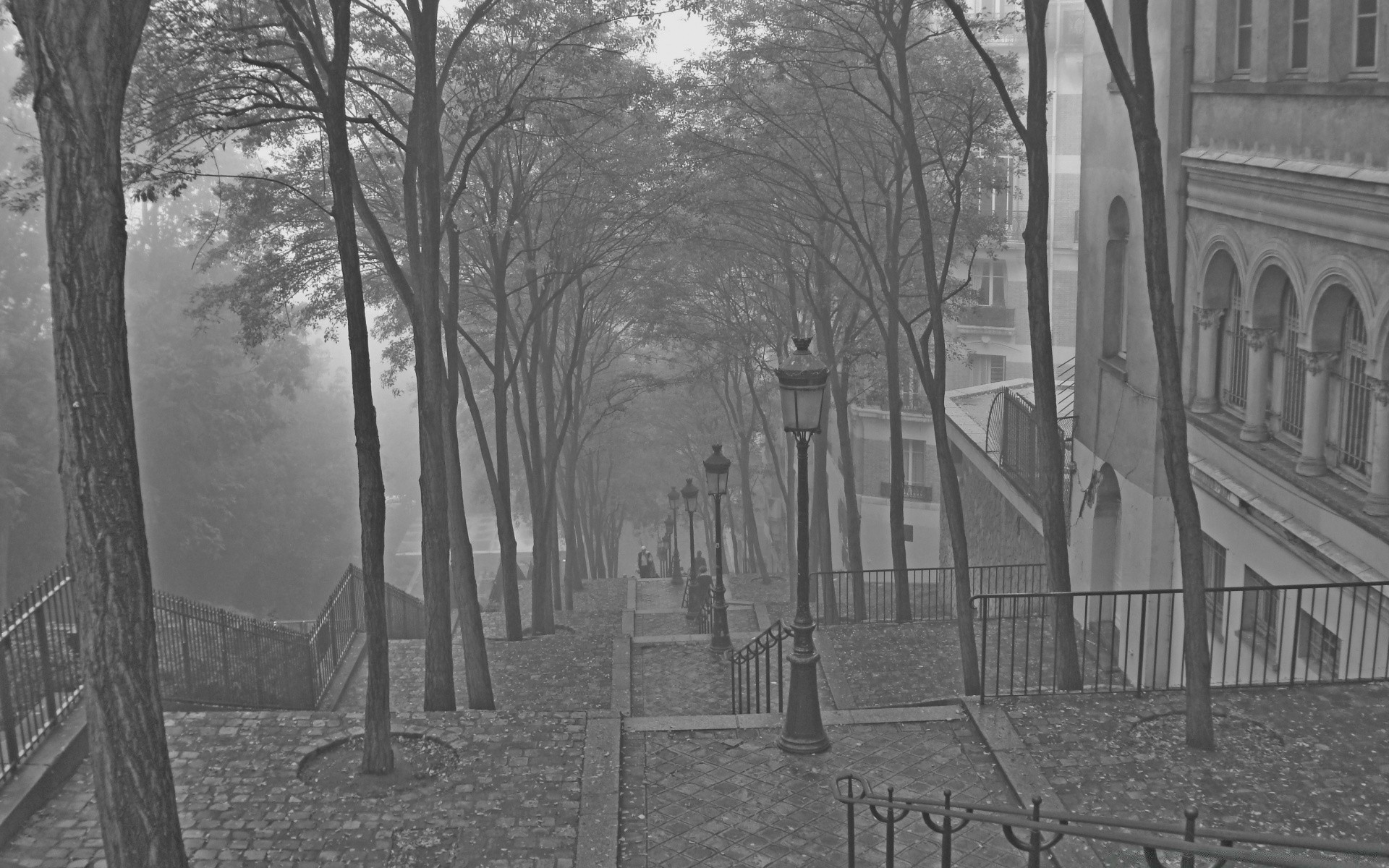 schwarz und weiß holz nebel holz landschaft