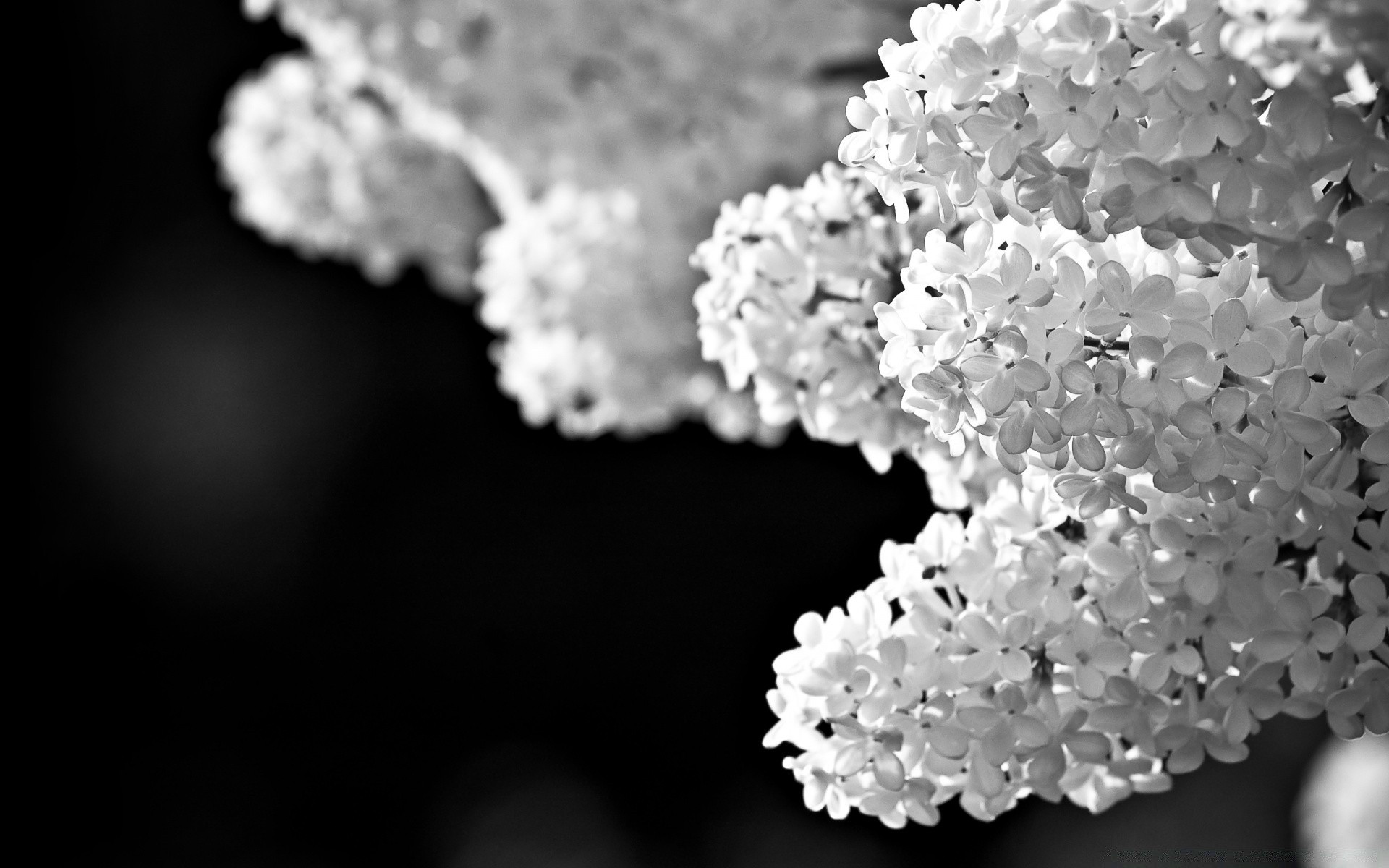 noir et blanc nature fleur flore lumineux feuille bureau été gros plan belle saison