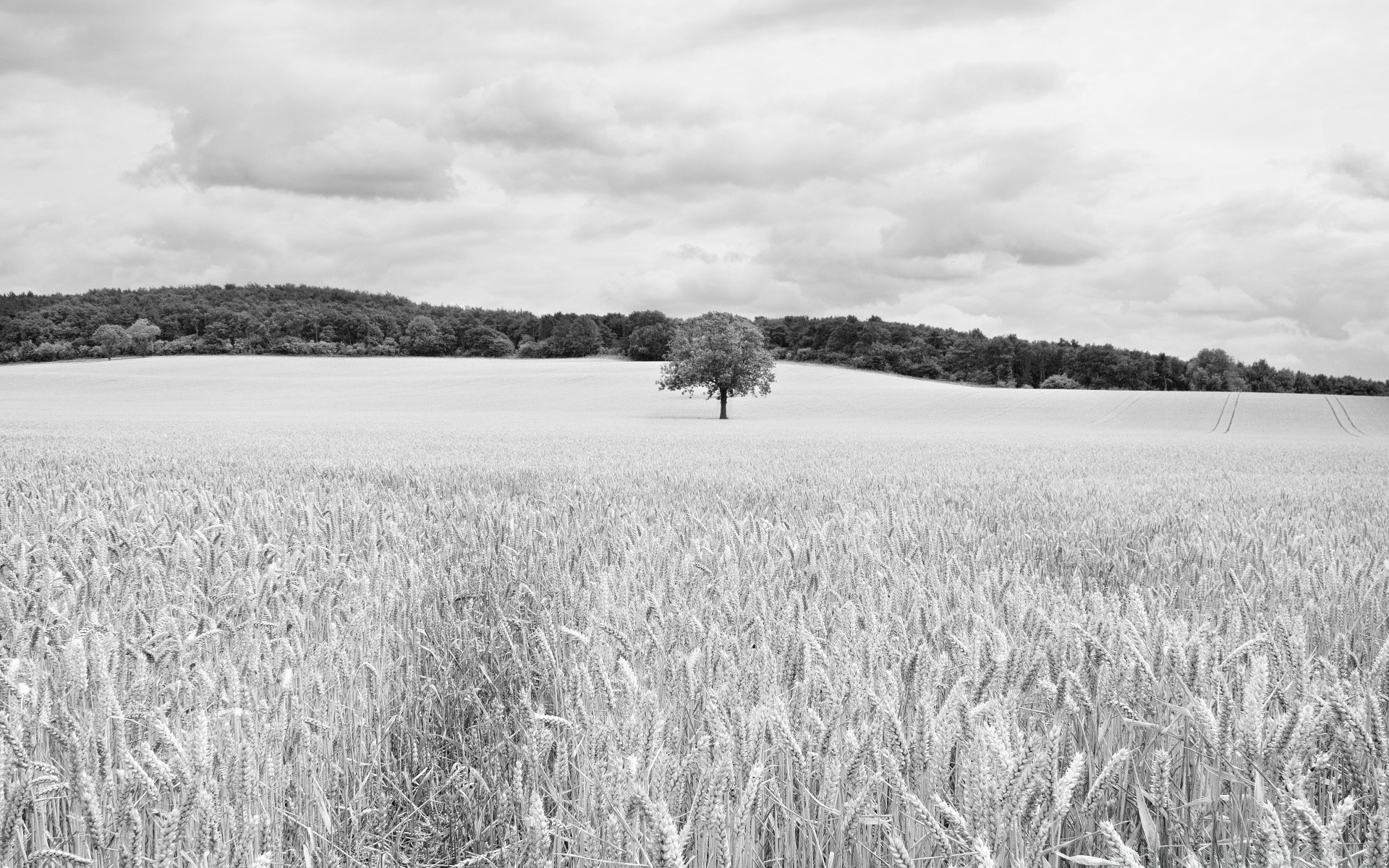 bianco e nero paesaggio campo natura agricoltura rurale all aperto cereali pascolo fattoria cielo grano campagna raccolto