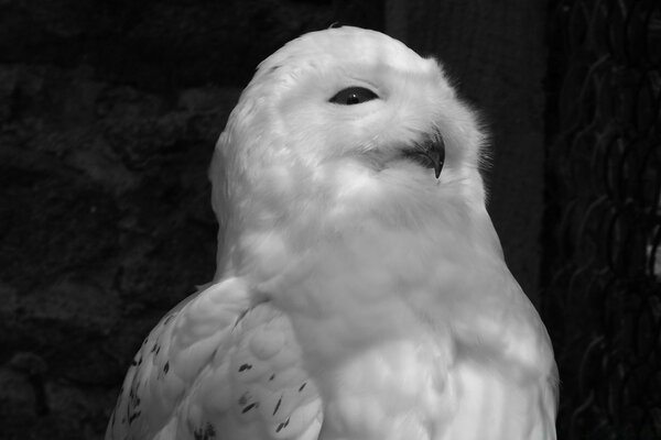 Photo noir et blanc hibou blanc nature oiseau