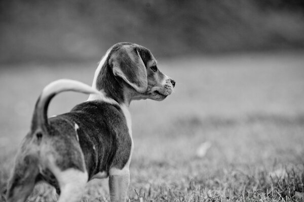 Schwarz-Weiß-Foto eines Hundes Welpen auf einer Lichtung