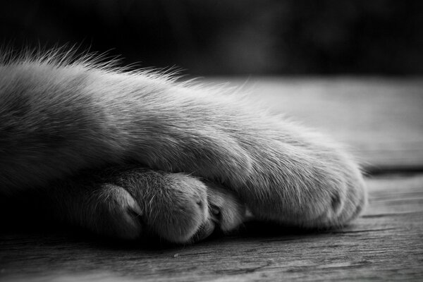 Photo en noir et blanc de la patte d un chat couché