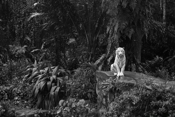 Ein Tiger, der auf einem Stein sitzt. schwarzweißbild