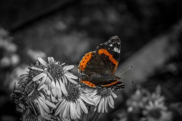 Bright butterfly on black and white flowers