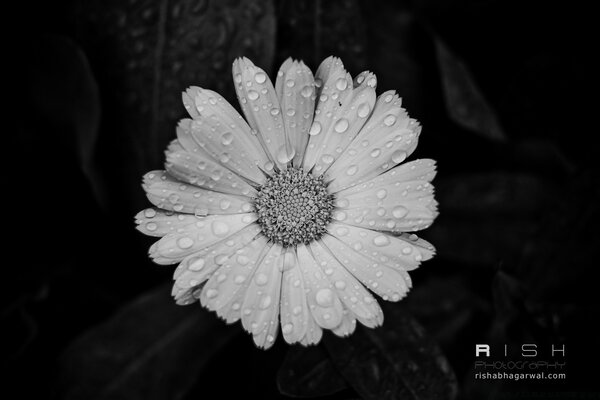 Gotas de orvalho em pétalas de camomila