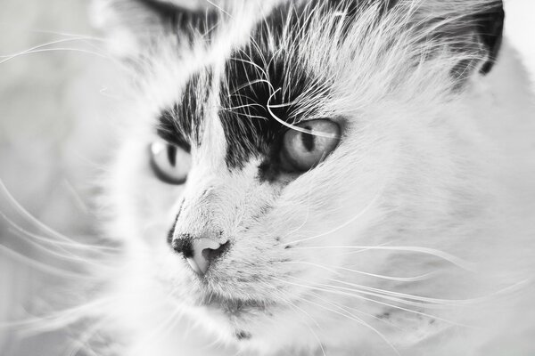 Adult cat portrait monochrome black and white