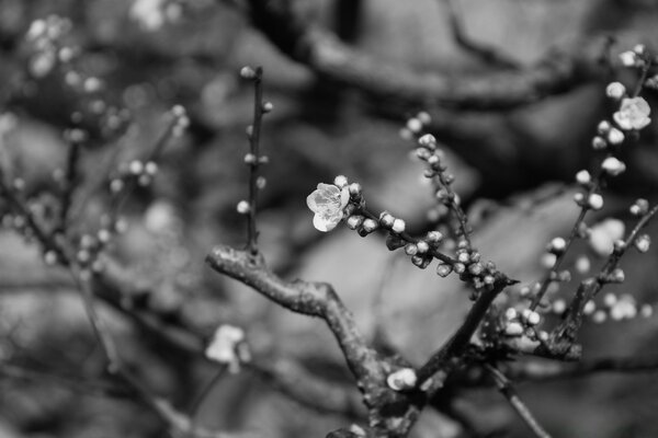 The flowering of a tree branch in gray colors