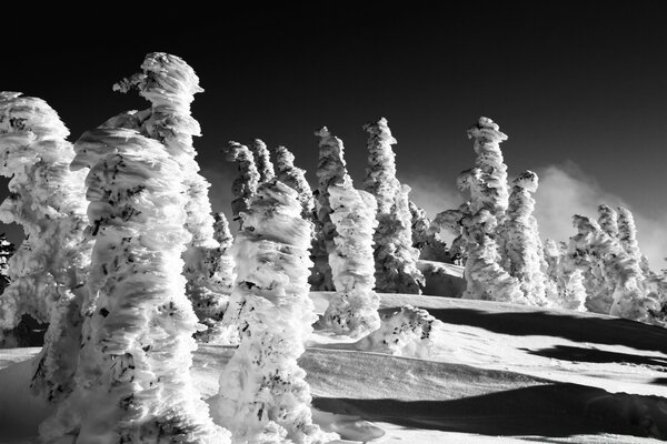 Foto en blanco y negro del bosque de invierno en un día soleado