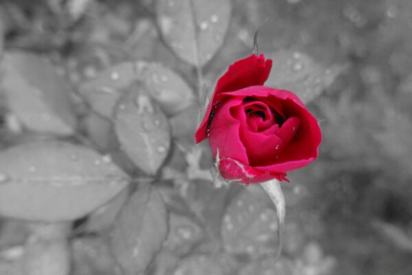 Photo noir et blanc rose rouge