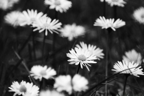 Marguerites sauvages nature noir et blanc