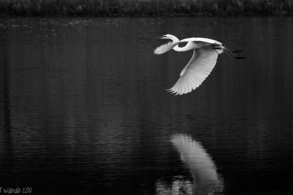 Black and white photo of a heron flying over the water reflection