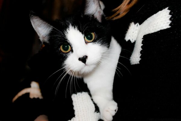 A black and white cat in the arms of a red-haired girl