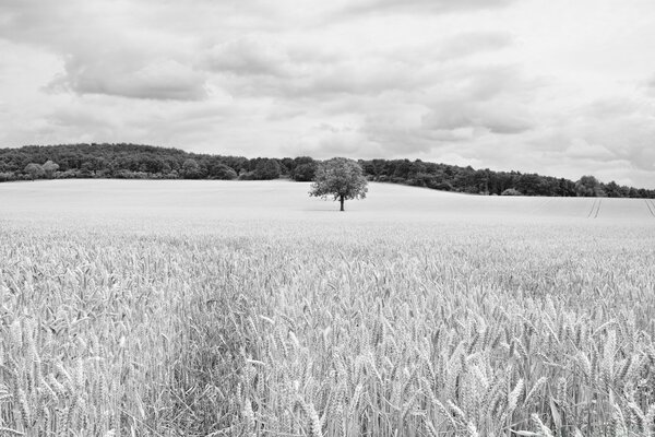 L agriculture est la fierté du pays