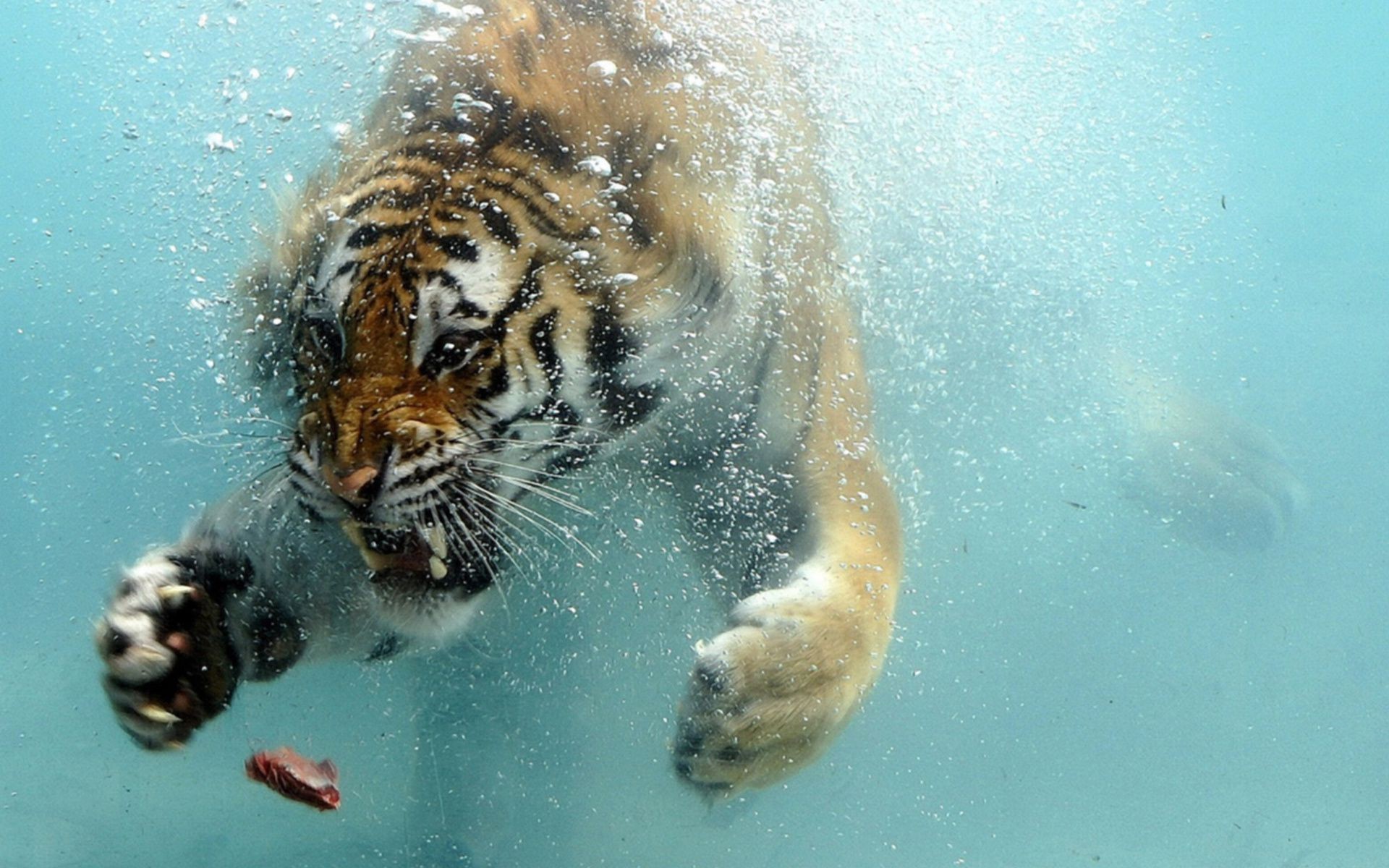 Прыгающий из воды тигр бесплатно