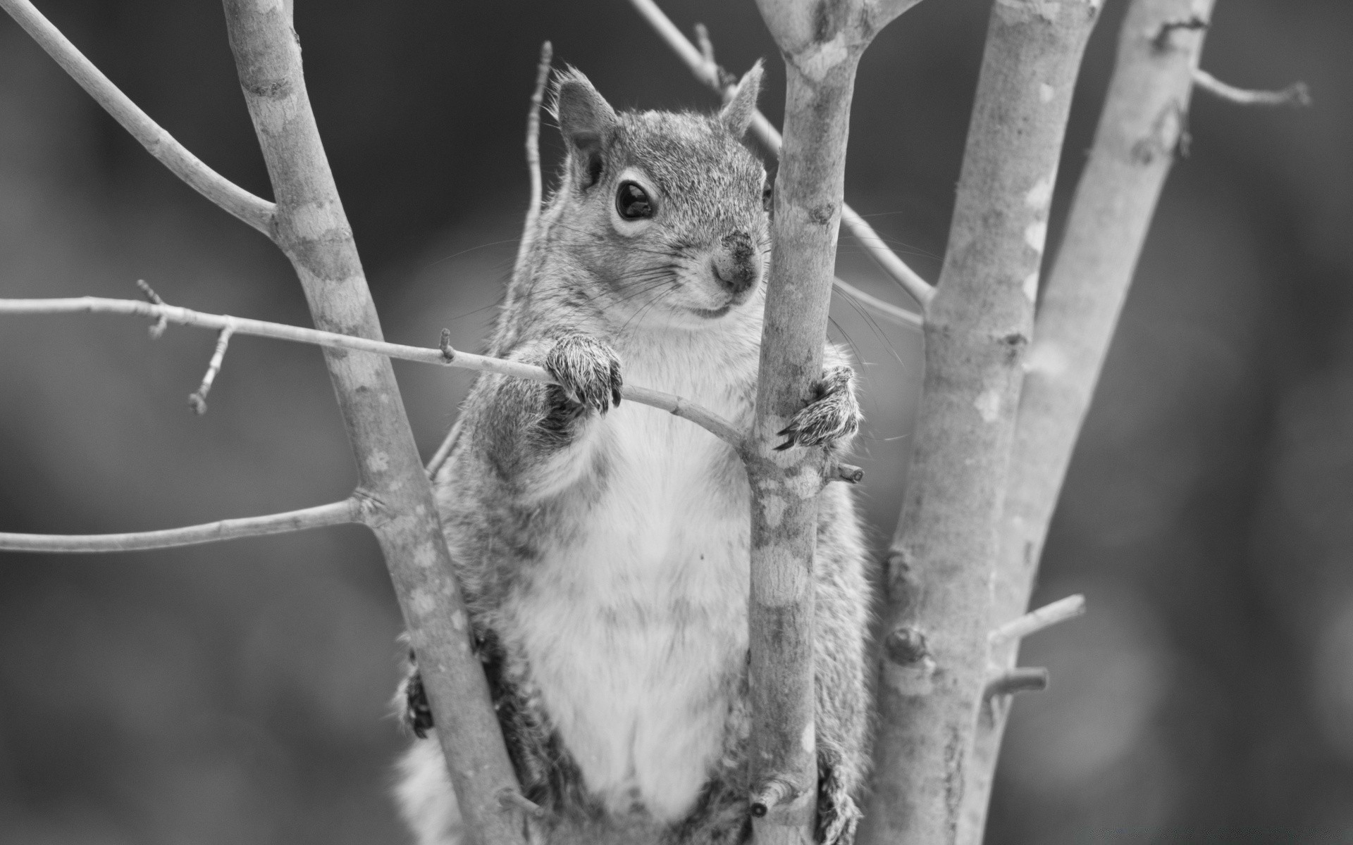 black and white wildlife nature mammal animal tree outdoors portrait squirrel one wood fur cute wild