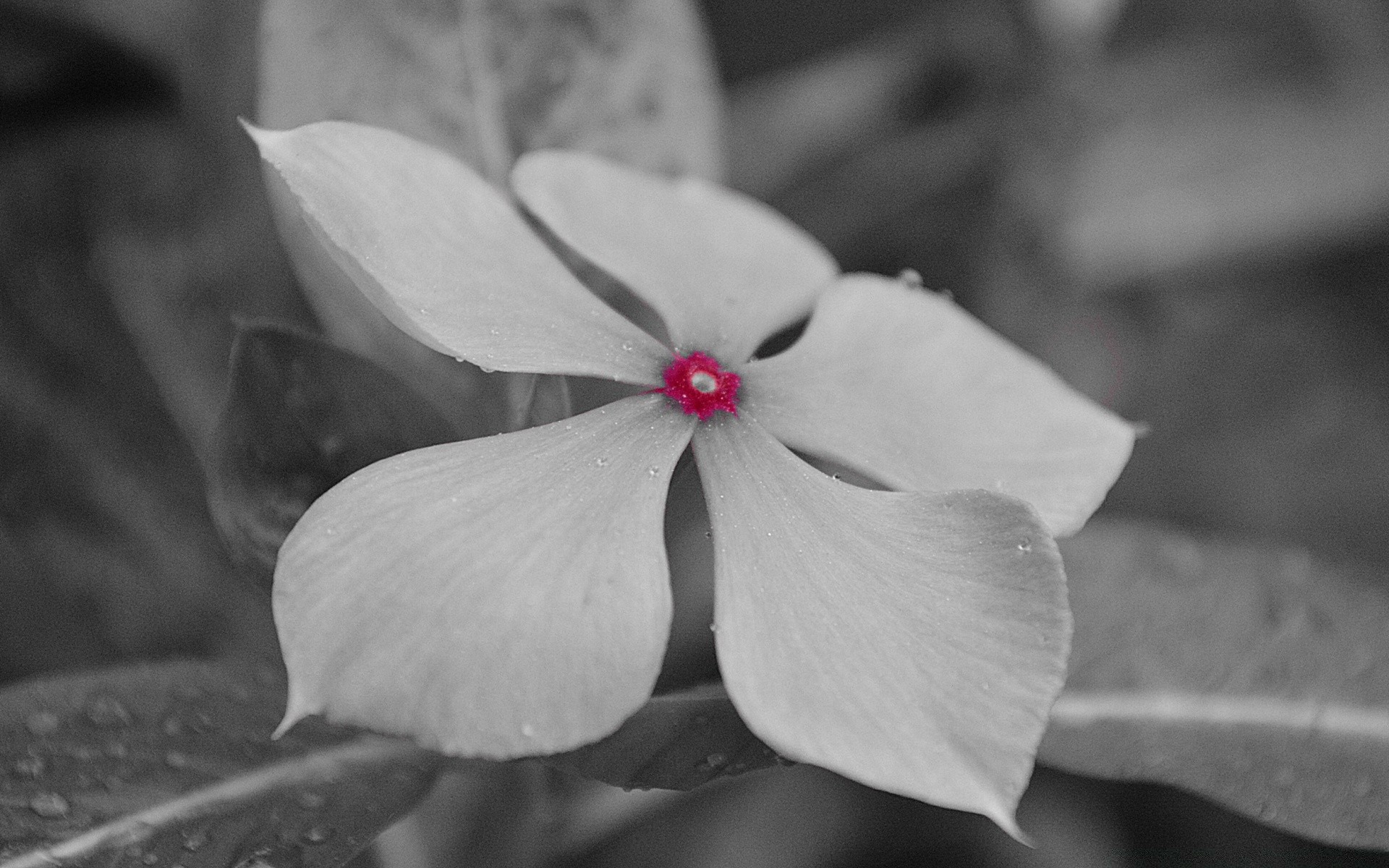 black and white flower nature leaf flora garden blur