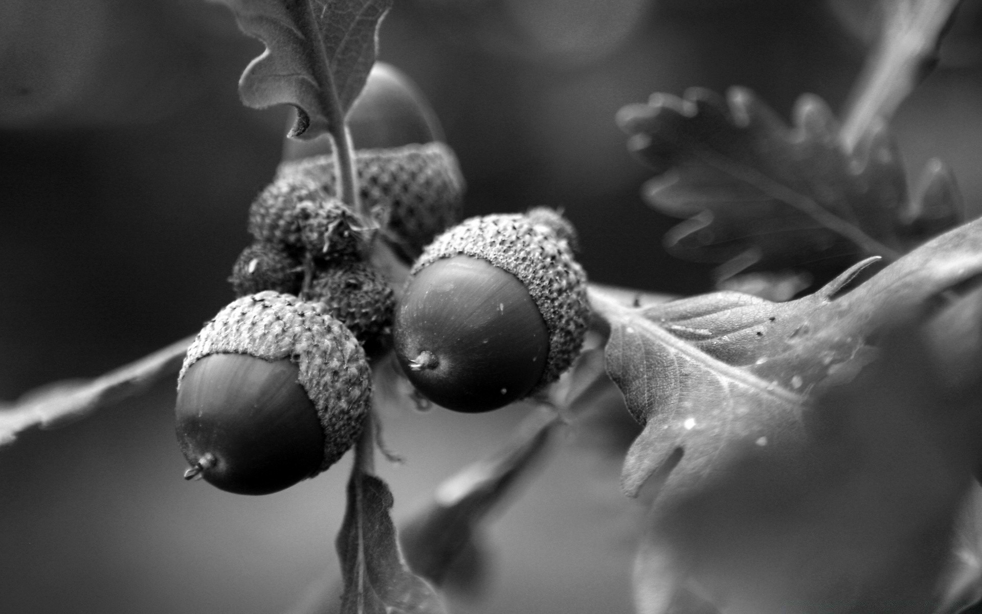 black and white leaf tree fall fruit flora still life winter food nature branch close-up season christmas wood garden light blur color grow