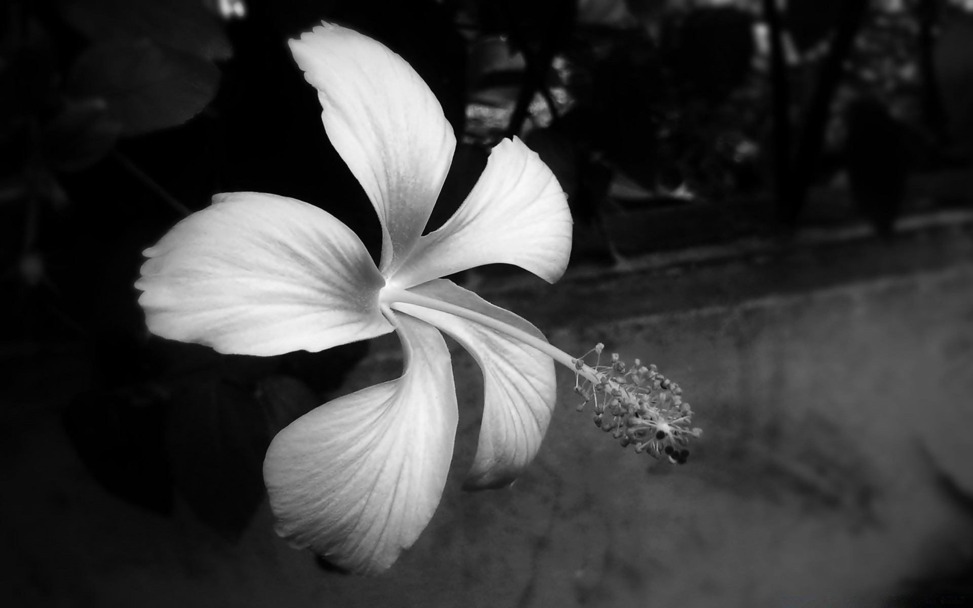 noir et blanc fleur monochrome nature feuille flore