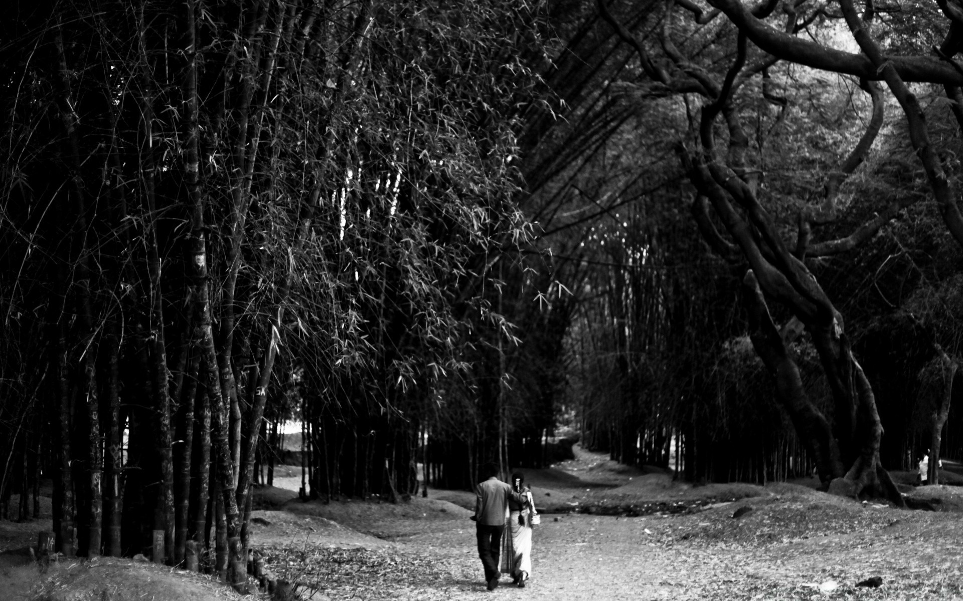 czarno-białe drzewo monochromatyczny park dla dorosłych drewno jedna osoba krajobraz zewnętrzny cień